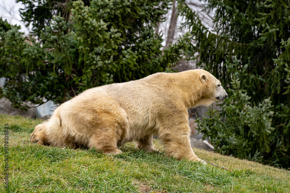 View of Polar bear at the Toronto Zoo. View of Polar bear at the Toronto Zoo.