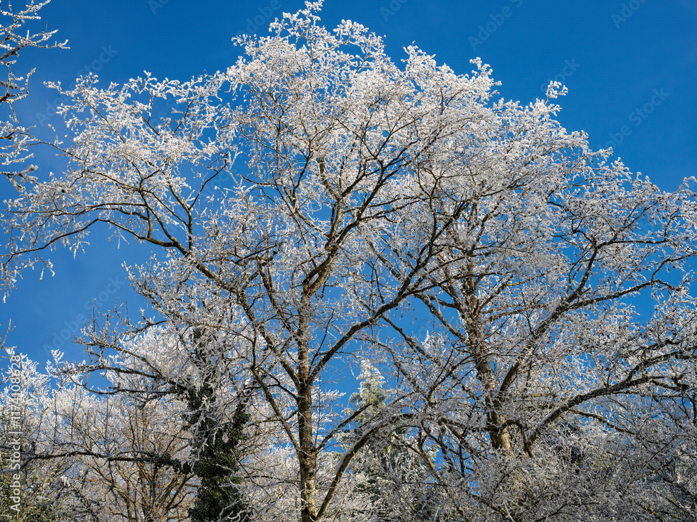 Low angle view of tree branch with rime ice at Bözingenberg, Bern canton, Switzerland Low angle view of tree branch with rime ice at Bözingenberg, Bern canton, Switzerland