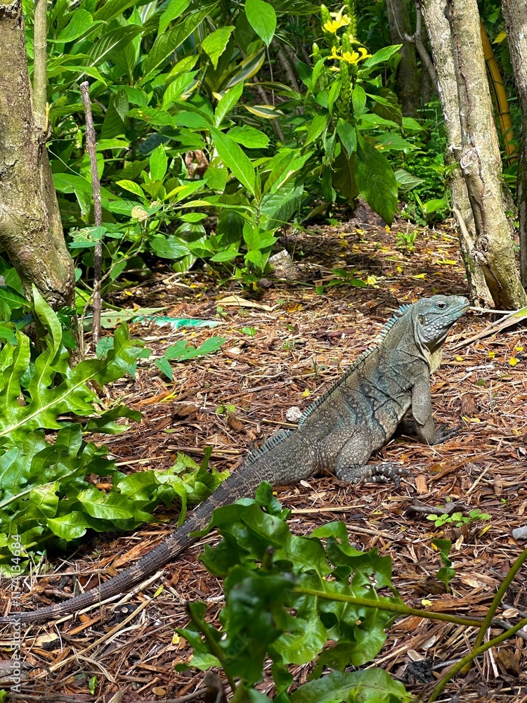 Obraz premium Caribbean Paradise: Cozumel & Grand Cayman 