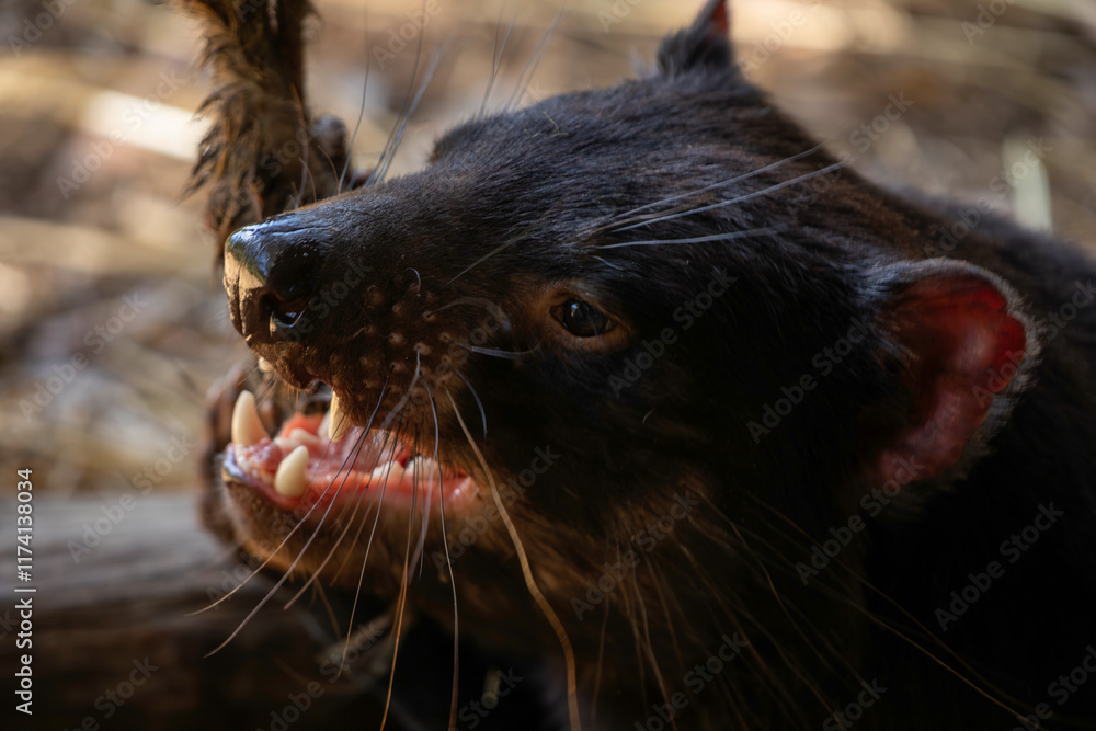 Obraz premium TASMANIAN DEVIL