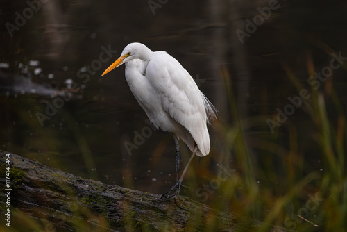 Plumed Egret at Whitaker Ponds Nature Park in Portland Oregon