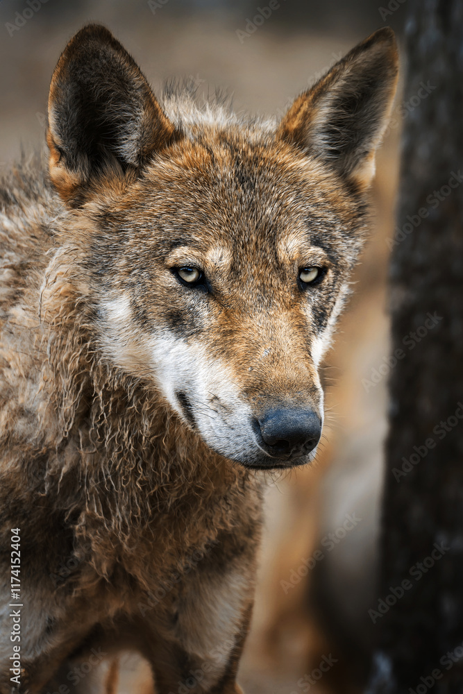 Fototapeta premium Eurasian Wolf (Canis lupus lupus) beautiful animal in the forest