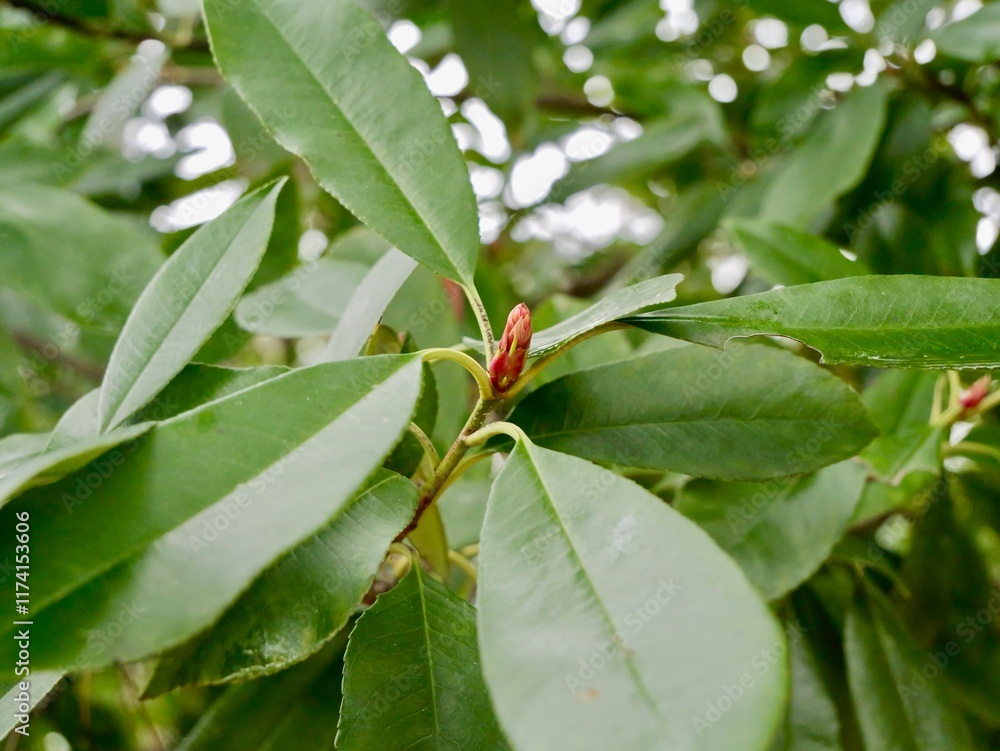Young red shoot on a branch of the Japanese photinia (Photinia glabra) during winter. France Young red shoot on a branch of the Japanese photinia (Photinia glabra) during winter. France