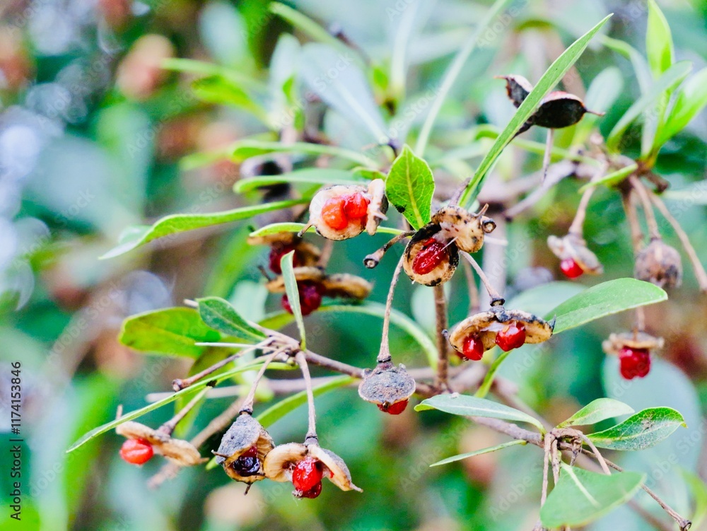 Fototapeta premium Fruits and seeds of the short-leaved pittosporum (Pittosporum truncatum), an evergreen ornamental shrub or small tree native to Australia and Tasmania. France