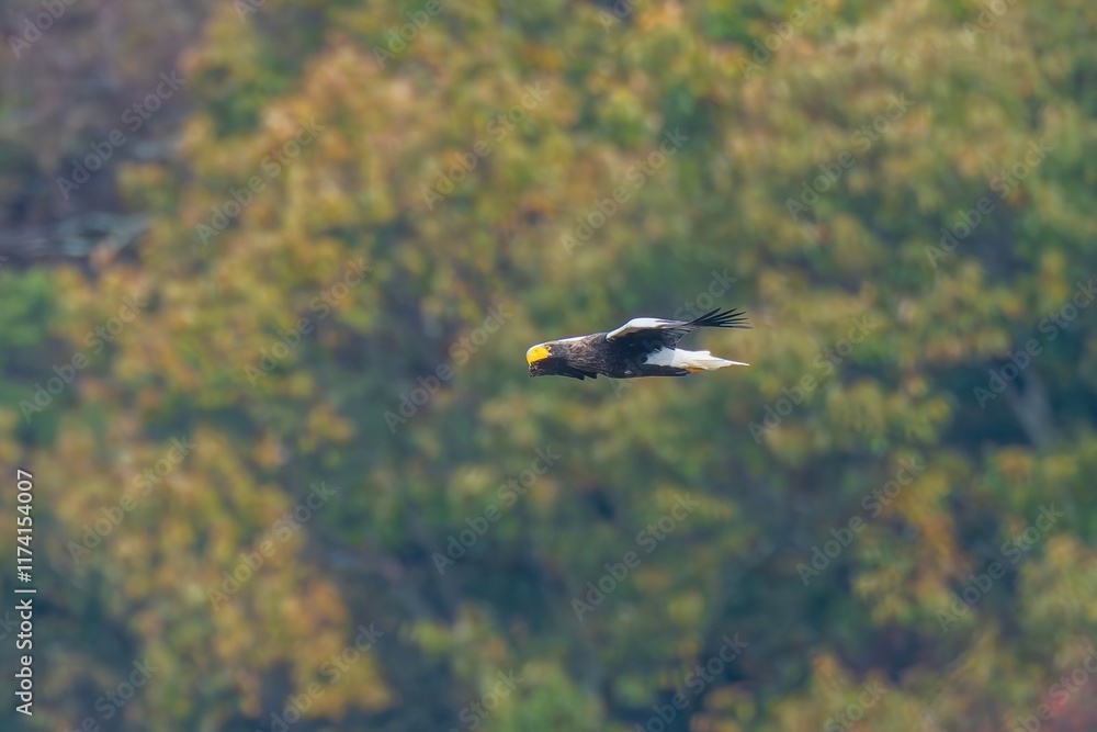 Fototapeta premium 黄葉バックに悠然と飛ぶオオワシの飛翔シーン