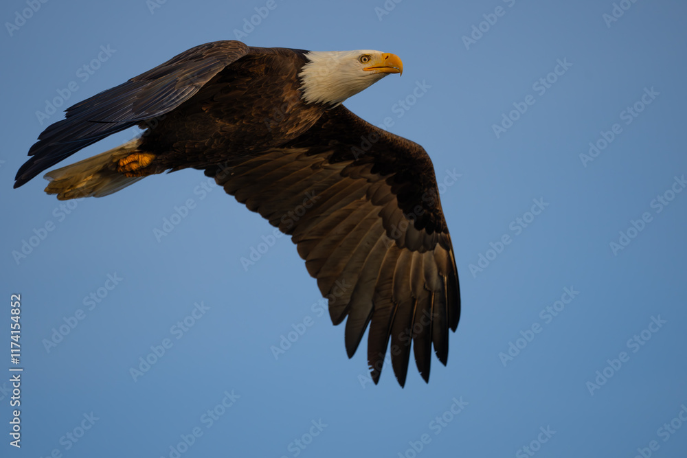 Impressive Adult Bald Eagle in Flight Impressive Adult Bald Eagle in Flight