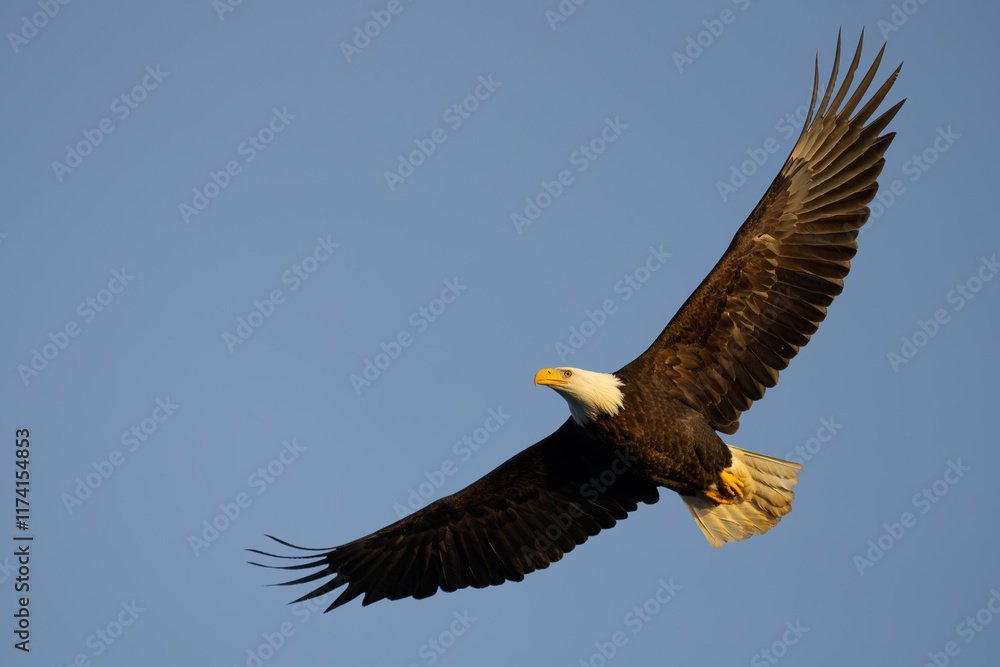 Fototapeta premium Impressive Adult Bald Eagle in Flight