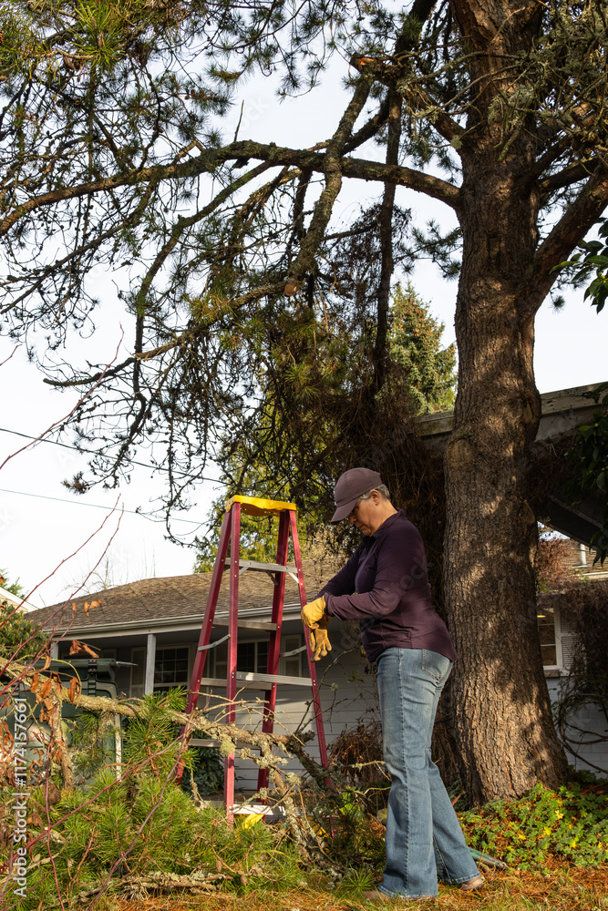 Middle aged woman putting on leather work gloves to clean up after the storm, large branch broken on pine tree in a windstorm, red fiberglass ladder, residential yard weather damage
Middle aged woman putting on leather work gloves to clean up after the storm, large branch broken on pine tree in a windstorm, red fiberglass ladder, residential yard weather damage