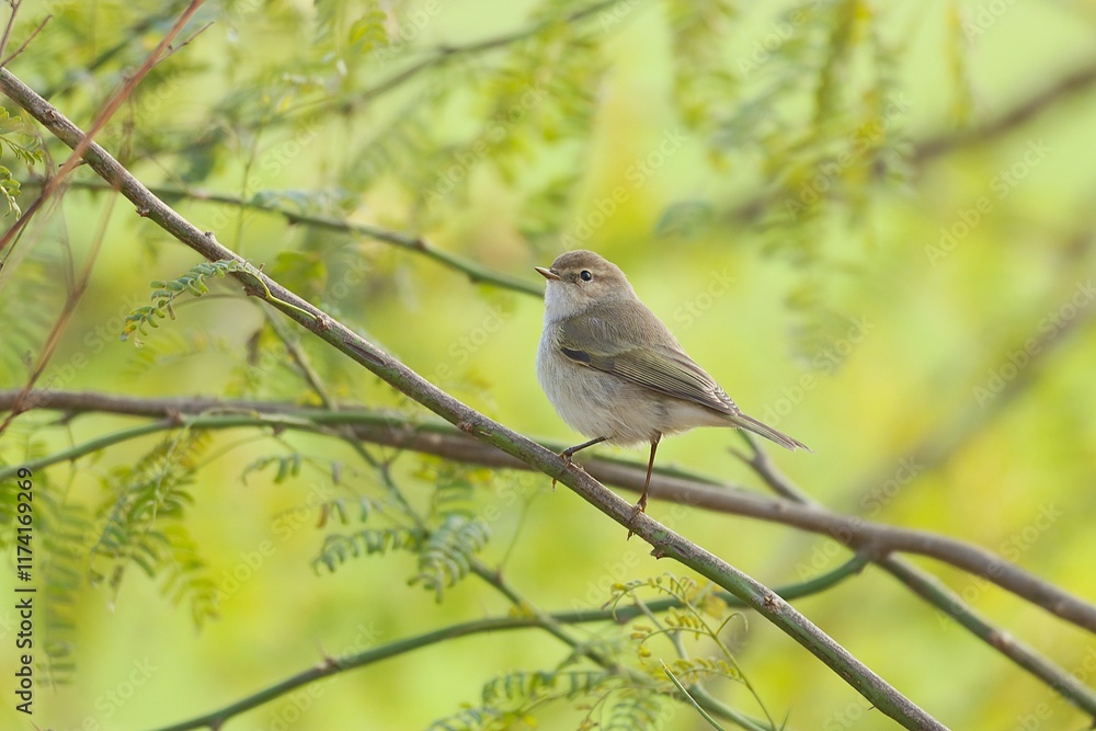 Fototapeta premium robin on a branch
