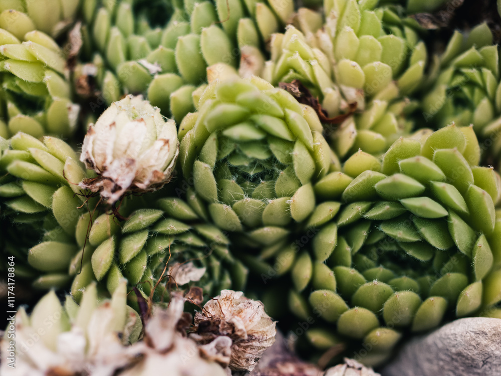 Fototapeta premium Green plant