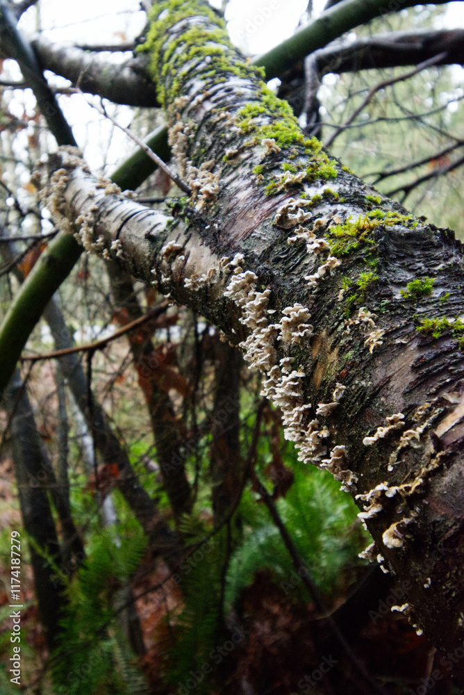 Fototapeta premium Lachnum fungus