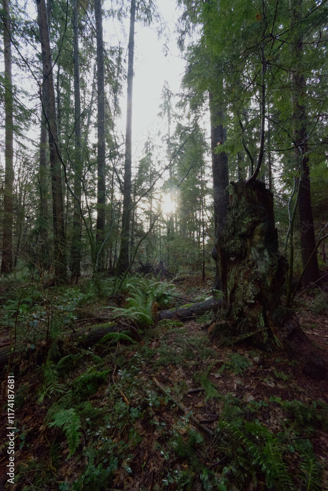 Fototapeta premium morning in the woods