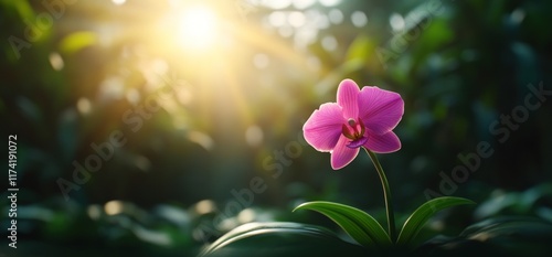 Orchid in the Golden Hour: A Moment of Serenity
