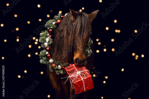 A bay brown horse wearing a festive wreath playing with a christmas gift in front of black background