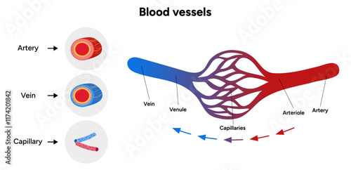 Vital Pathways of Double Circulation in Humans Oxygen Transport in the Body and types of blood vessels artery veins capillary 