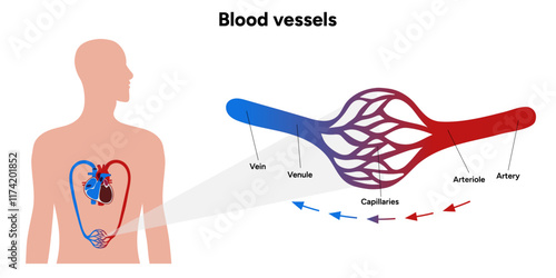 Vital Pathways of Double Circulation in Humans Oxygen Transport in the Body and types of blood vessels