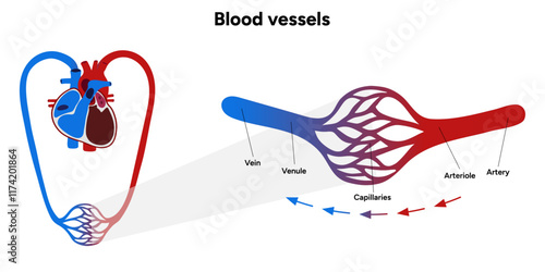 Vital Pathways of Double Circulation in Humans Oxygen Transport in the Body and types of blood vessels