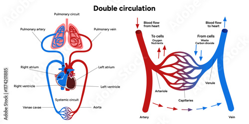Vital Pathways of Double Circulation in Humans Oxygen Transport in the Body and types of blood vessels