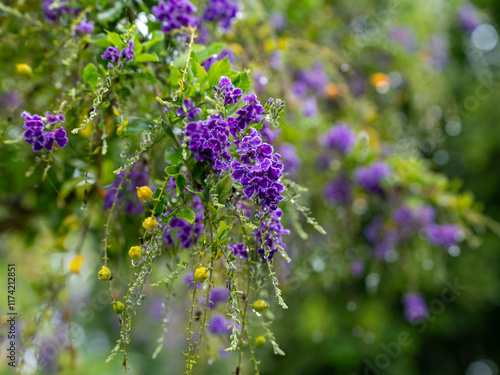 Wallpaper Mural Purple flowers and yellow fruit on Golden Dewdrop (duranta erecta) tree Torontodigital.ca