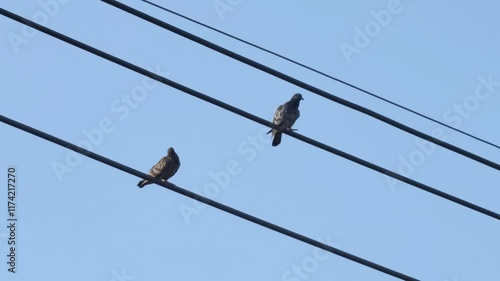 Birds on high-voltage power lines.
