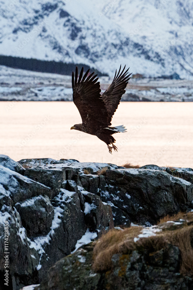 Obraz premium A Majestic Eagle Glides Gracefully in Flight Over a Serene and Beautiful Landscape