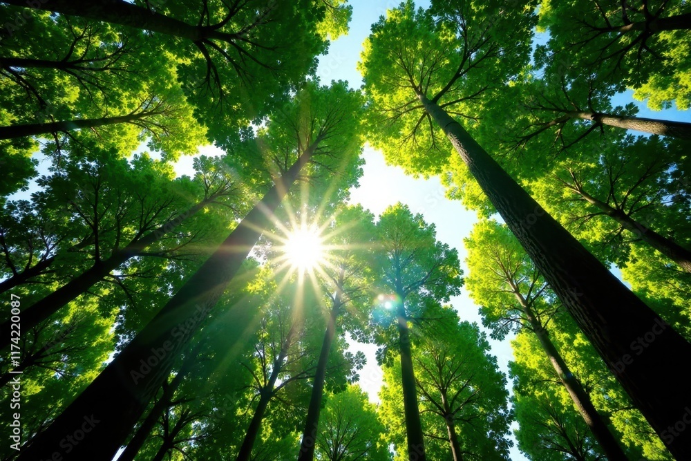 Obraz premium Tall trees stand tall as sunbeams dance through their leaves, peaceful atmosphere, tree silhouettes