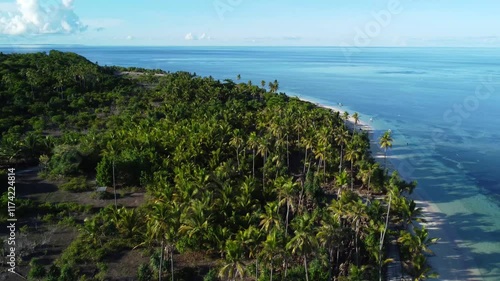 Aerial view of coconut trees along the coastline.