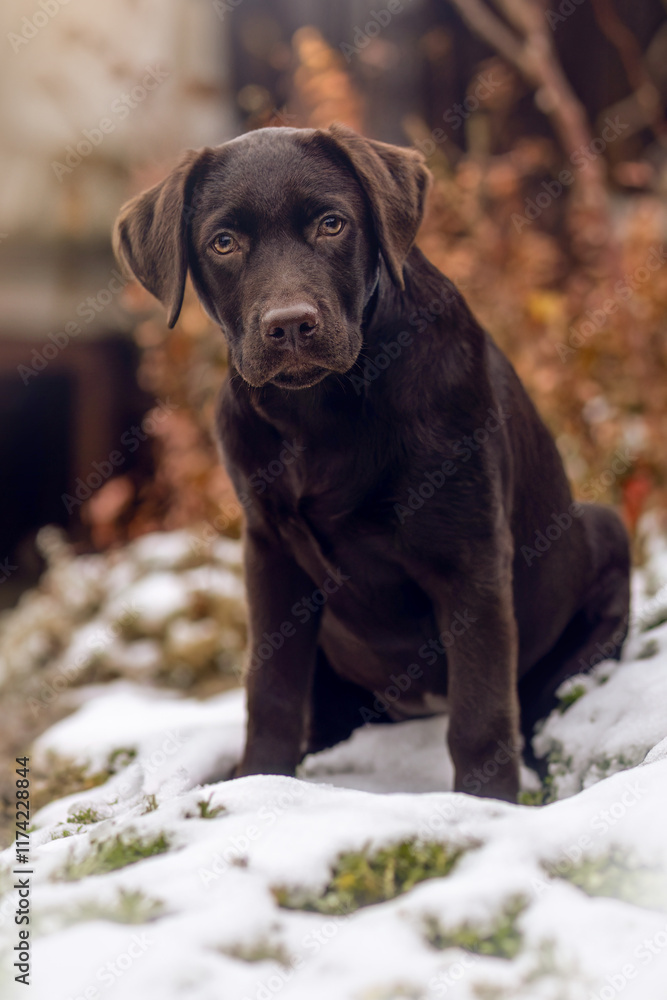 A cute chocolate brown labrador puppy in winter outdoors A cute chocolate brown labrador puppy in winter outdoors