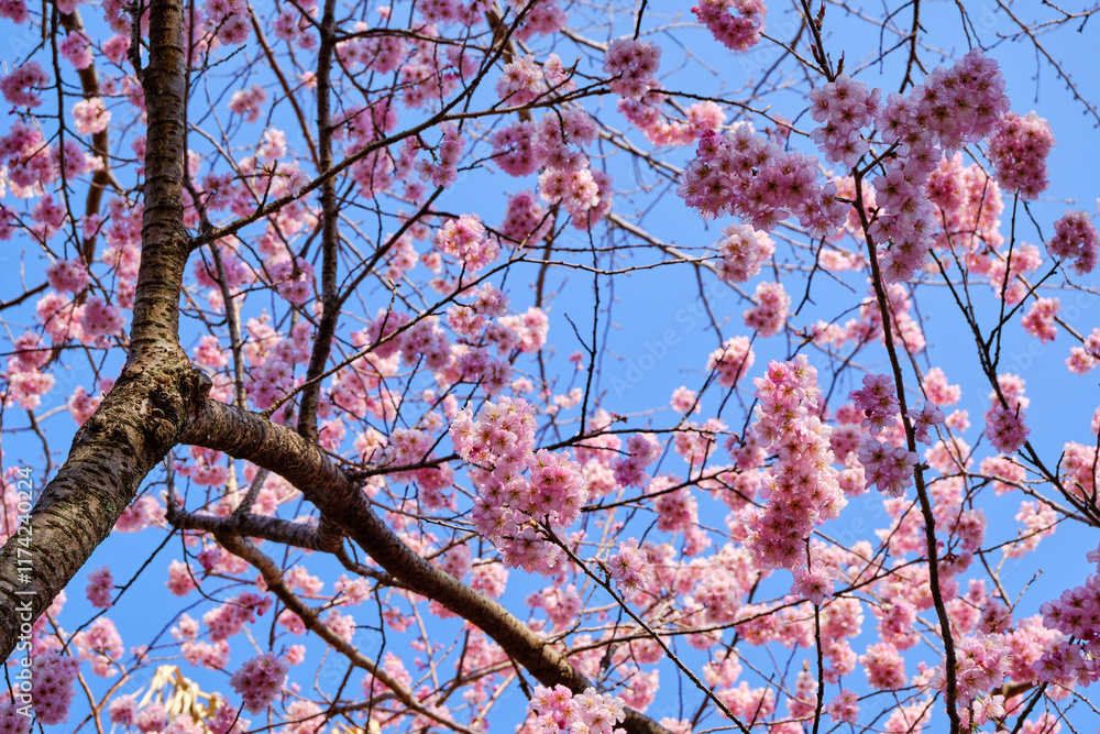 many pink sakura cherry blossom flowers bloom in spring in Japan with blurred background many pink sakura cherry blossom flowers bloom in spring in Japan with blurred background