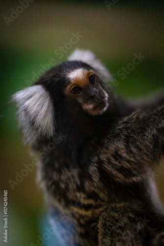 Un petit singe tamarin magnifiquement capturé dans un moment de curiosité et de douceur, mettant en valeur ses détails uniques et son regard expressif dans un environnement tropical. photo