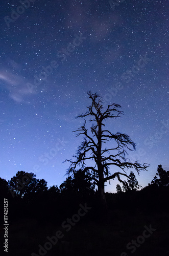 Dead tree snag silhouetted by a starry night sky photo