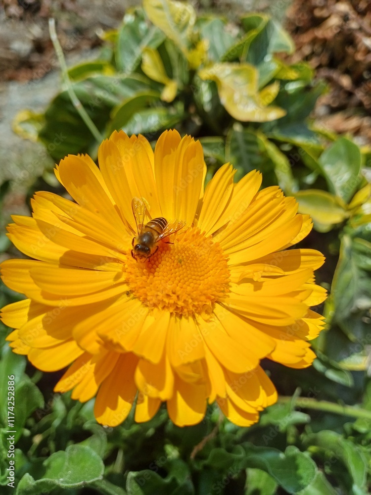 bee on flower