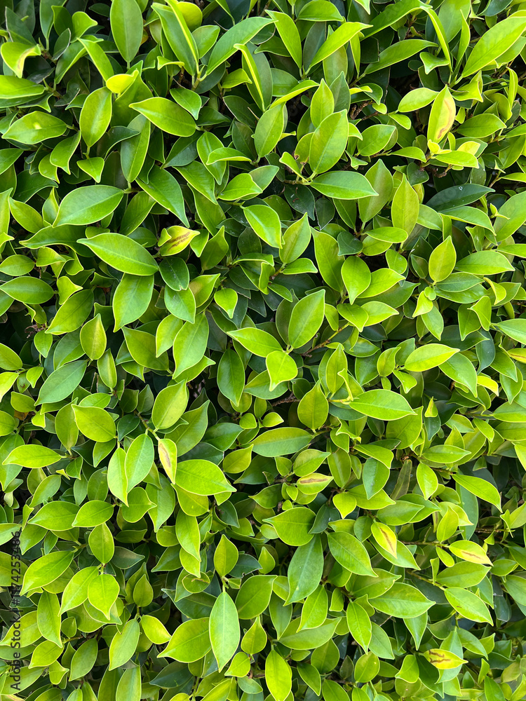 Obraz premium green banyan tree leaf background texture