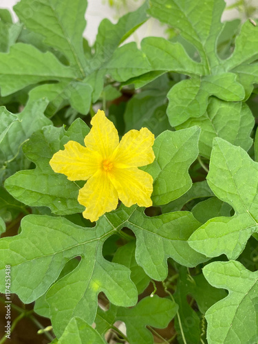 yellow Bitter Gourd flowers in the garden