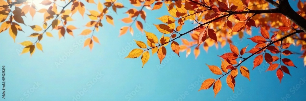 Soft focus of plane tree branches with colorful leaves against a clear blue sky, natural, colorful, nature Soft focus of plane tree branches with colorful leaves against a clear blue sky, natural, colorful, nature