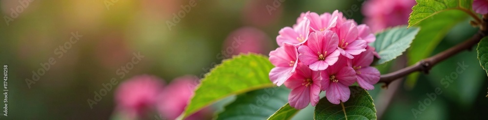 Pink flower details on Viburnum Davidii leaves and stems, pink flower details, spring blooms, garden ornament Pink flower details on Viburnum Davidii leaves and stems, pink flower details, spring blooms, garden ornament