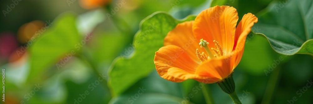 Delicate orange petals unfolding on a pumpkin vine, warm colors, garden, flowers Delicate orange petals unfolding on a pumpkin vine, warm colors, garden, flowers