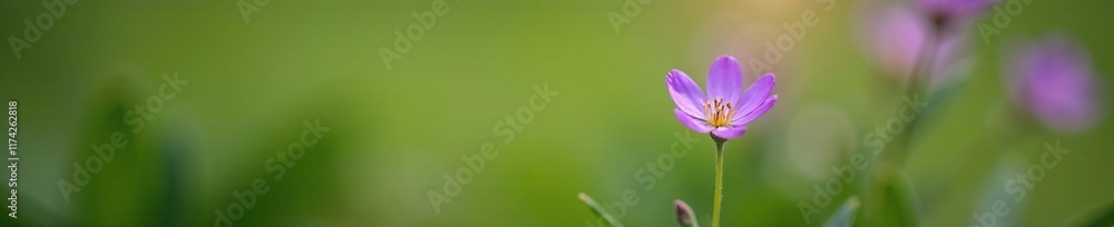 Delicate violet flower on a slender green stem in a garden, spring, bloom, naturephotography Delicate violet flower on a slender green stem in a garden, spring, bloom, naturephotography