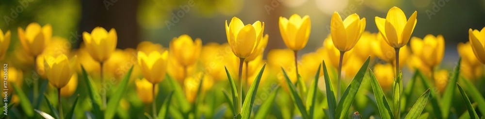 Obraz premium Sunlit garden bed with bright yellow Chetty flowers blooming, bloom, flowers, flora