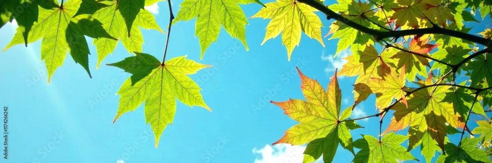 Green maple leaves and flowers in front of sunny blue sky, flowers, tree Green maple leaves and flowers in front of sunny blue sky, flowers, tree