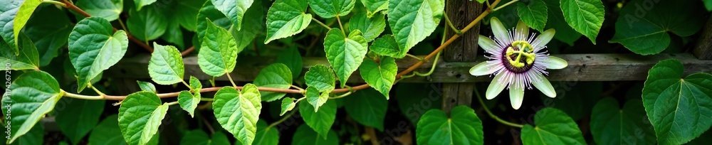 Overhead shot of a passion flower vine crawling up a trellis in the garden, overgrowth, passionflower, foliage Overhead shot of a passion flower vine crawling up a trellis in the garden, overgrowth, passionflower, foliage