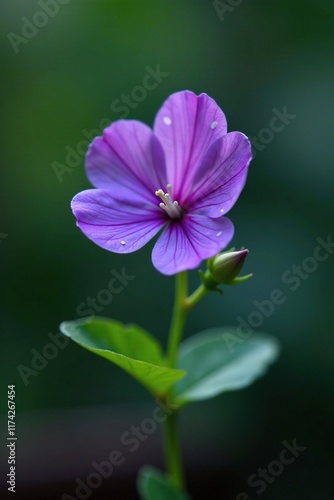 A small violet flower on a thin stem with a few leaves growing nearby, , small, leaves photo