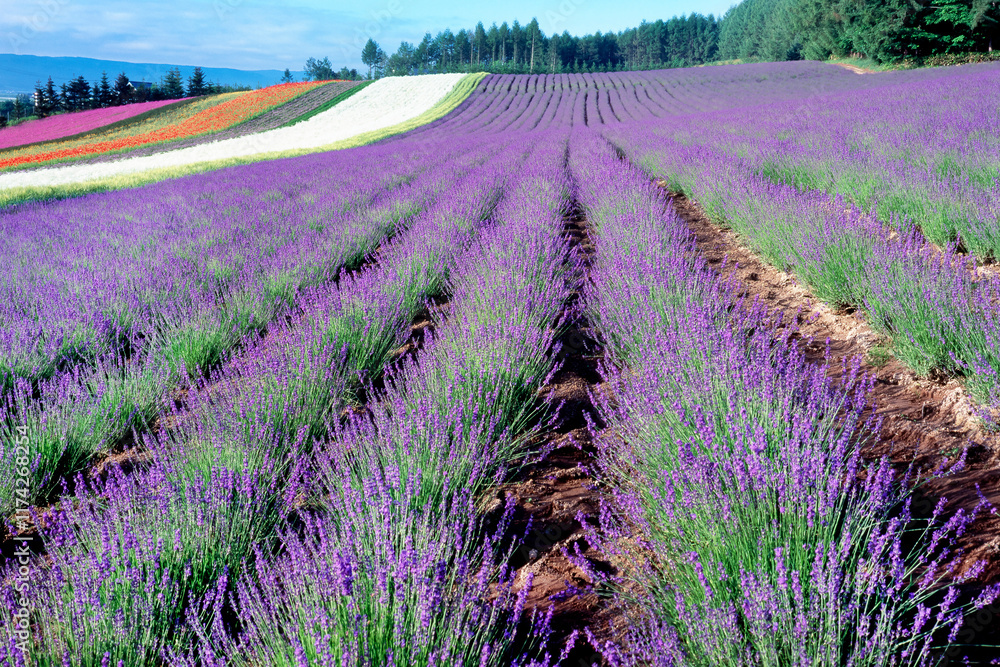 Naklejka premium ラベンダーの丘（中富良野町）