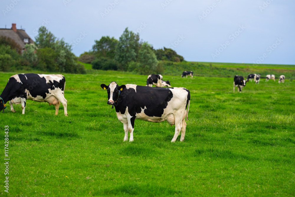 Cows grazing on a summer day on a meadow. Cow on field. Cow grazing on green meadow. Cows grazing on farmland. Cattle pasture in a green field. Cows in a field on a Cattle farm. Organic milk from Cows grazing on a summer day on a meadow. Cow on field. Cow grazing on green meadow. Cows grazing on farmland. Cattle pasture in a green field. Cows in a field on a Cattle farm. Organic milk from