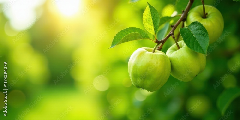 Golden sunlight illuminates vibrant green apples hanging from a tree branch Golden sunlight illuminates vibrant green apples hanging from a tree branch
