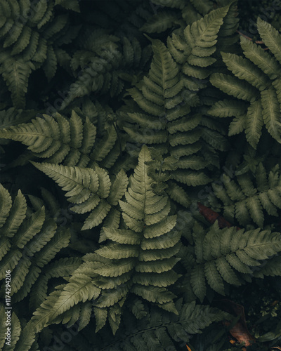 green fern background in moody vibe