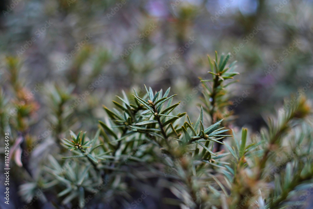 Close-Up of Lush Green Evergreen Bush Close-Up of Lush Green Evergreen Bush