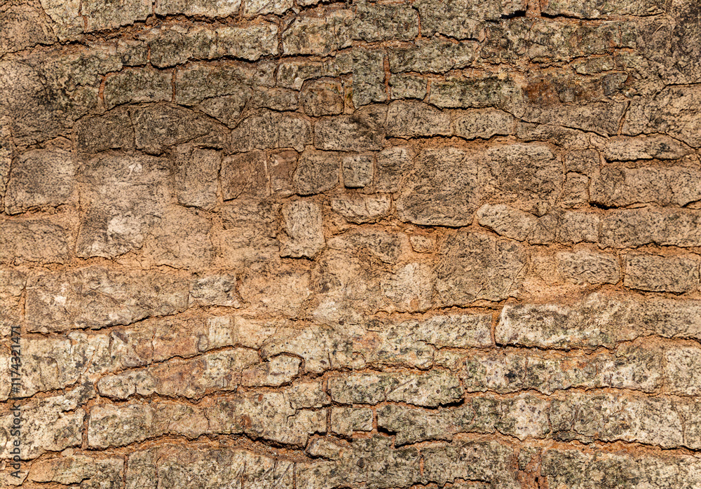 Bark from a large tree trunk. Woodgrain pattern For use in making wallpaper or background. Seamless pattern Bark from a large tree trunk. Woodgrain pattern For use in making wallpaper or background. Seamless pattern