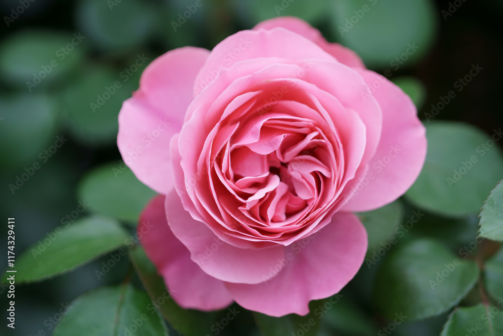 バラの花 屋外撮影イメージ バラの花 屋外撮影イメージ