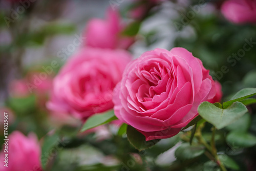 バラの花　屋外撮影イメージ